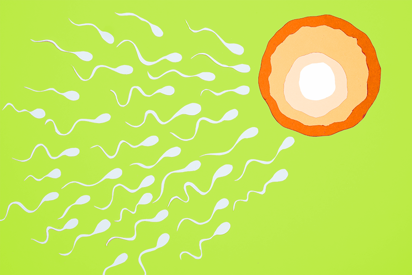 ¿Podemos influir también en la fertilidad masculina y los espermatozoides?