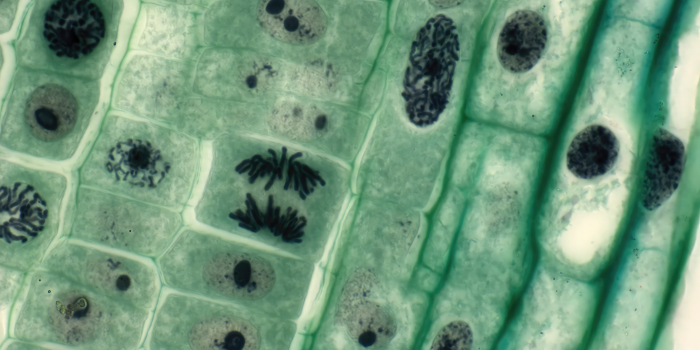 Japón aprueba el primer tratamiento con células madre para el Parkinson